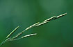Photo ofFloating sweet-grass (Glyceria fluitans). Photographer: 