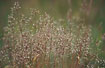 Foto af Blget Bunke (Deschampsia flexuosa). Fotograf: 