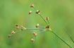 Jointed rush -inflorescence.