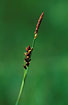 Foto af Hirse-star (Carex panicea). Fotograf: 