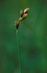 Photo ofOval sedge (Carex ovalis). Photographer: 