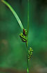 Foto af Bleg star (Carex pallescens). Fotograf: 