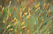 Sweet vernal grass