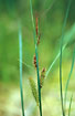 Photo ofBottle Sedge (Carex rostrata). Photographer: 