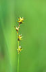Photo ofStar Sedge  (Carex echinata). Photographer: 