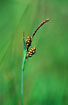 Photo ofGlaucous Sedge  (Carex flacca). Photographer: 