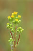 Close up of the inflorescence of the Common Ragwort