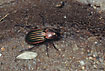 The rare ground beetle Carabus nitens