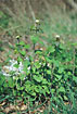Foto af Lgkarse (Alliaria petiolata). Fotograf: 