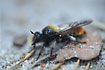 The big robber fly Laphria flava