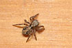 The small Jumping spider Euophrys lanigera