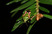 Photo ofJuniper Shield Bug (Cyphostethus tristriatus ). Photographer: 