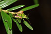 Photo ofJuniper Shield Bug (Cyphostethus tristriatus ). Photographer: 