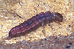 Larva of the caddisfly Plectrocnemia conspersa.