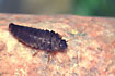 Larva of the Marsh beetle Helodes sp.