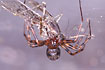 Lepthyphantes minutus with prey