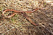 Photo ofSlow worm (Anguis fragilis). Photographer: 