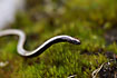 Young Slow worm
