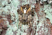 Subadult male Araneus angulatus