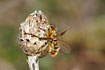 Fly killed by the en entomophagic fungus.