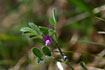 Inflorescence of Spring vetch
