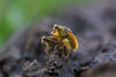 Yellow dung flies mating on cow dung