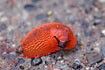 A very Red slug