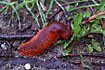 Red slug eating a leaf
