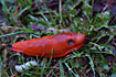 Photo ofRed Slug (Arion rufus). Photographer: 