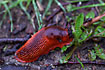 Photo ofRed Slug (Arion rufus). Photographer: 