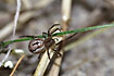 The salt meadow spider Enoplognatha mordax