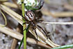The salt meadow spider Enoplognatha mordax