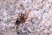 The ant-like spider Phrurolithus festivus