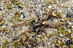 The well camouflaged spider Arctosa leopardus