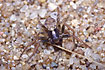 The small crab spider Ozyptila trux