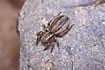 Foto af Stribet springedderkop (Phlegra fasciata). Fotograf: 