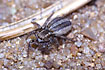 Foto af Stribet springedderkop (Phlegra fasciata). Fotograf: 