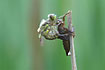 Hatching Four-spottet Chaser