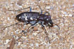 Photo ofHeath Tiger Beetle (Cicindela sylvatica). Photographer: 