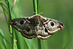 Female emperor moth