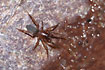 The rare spider Haplodrassus minor