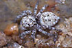 The sand-coloured jumping spider Sitticus disdinguendus