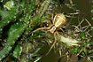 The crab spider Xysticus ulmi