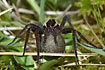 Female Dolomedes carrying her egg sac in her chelicerae