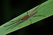 Photo of (Tetragnatha striata). Photographer: 