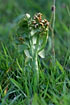 Foto af Almindelig Mnerude (Botrychium lunaria). Fotograf: 