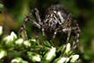 The rare Lynx spider Oxyopes ramosus