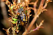 Heather beetle pupa