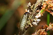 Heather beetle larva