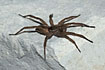 The huge and rare wolf spider Trochosa robusta